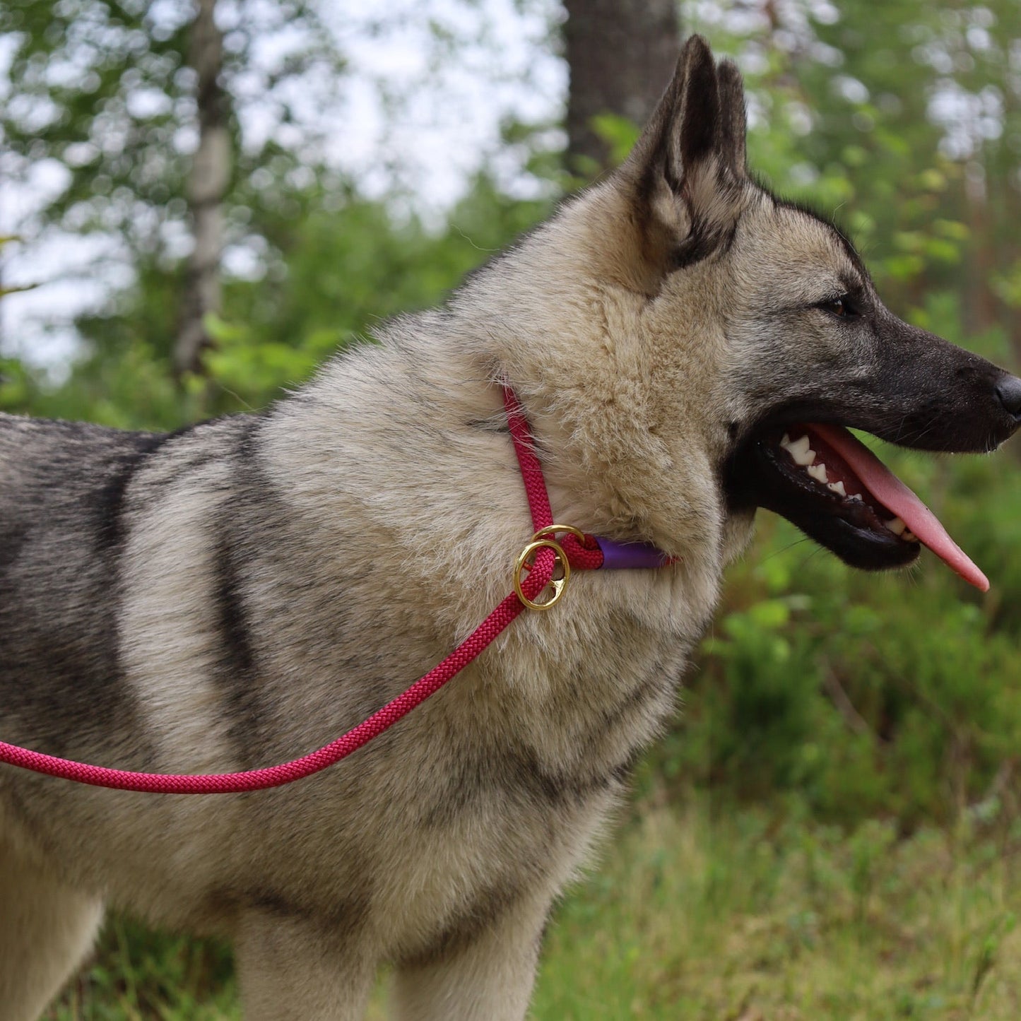 Retrieverkoppel Viddjá – Cranberry 8mm